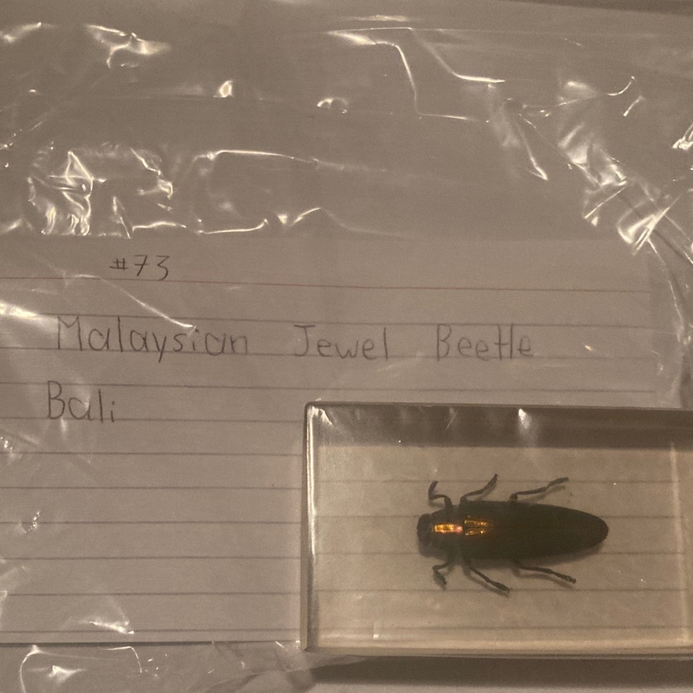 Malaysian Jewel Beetle - Bali